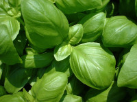 Basilic
